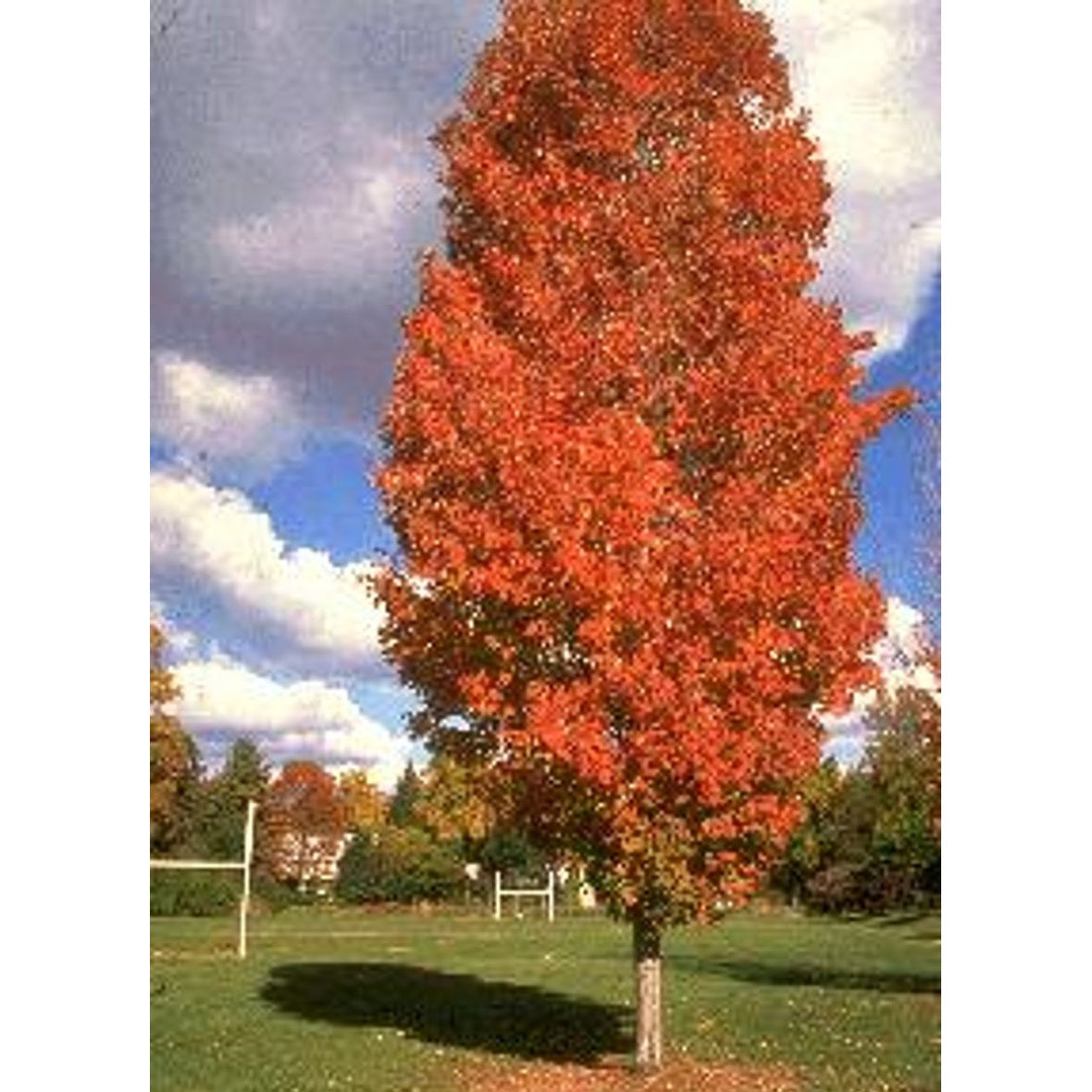 Rödlönn – Acer rubrum 'Scanlon' - 6/8 in Cont HO/ST
